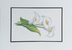 SO�ALNICA TISKANA D20