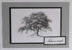 SOALNICA TISKANA F07