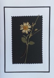 TELEGRAM SOALNICA SUHO CVETJE B41 (rono delo)