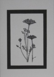 SO�ALNICA TISKANA A06