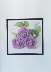 SO�ALNICA TISKANA C29