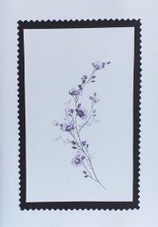 SO�ALNICA TISKANA D15