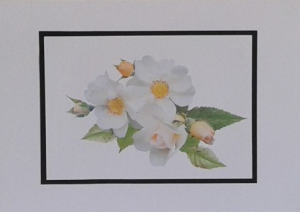 SOALNICA TISKANA C09
