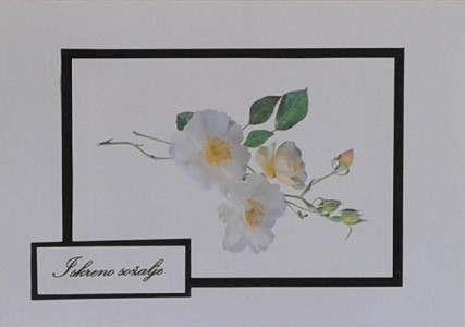 SO�ALNICA TISKANA C19