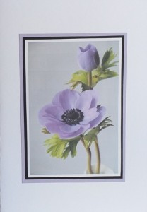 SO�ALNICA TISKANA C31