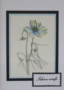 SO�ALNICA TISKANA D01