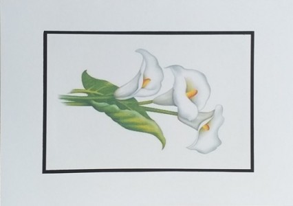 SO�ALNICA TISKANA D20